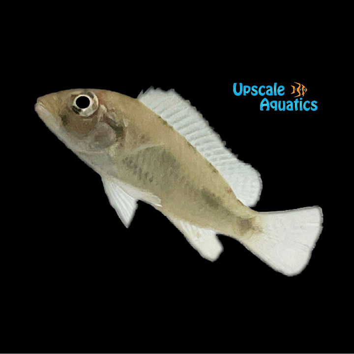 Blue Lip Demeusii Cichlid (Thoracochromis demeusii Matadi)