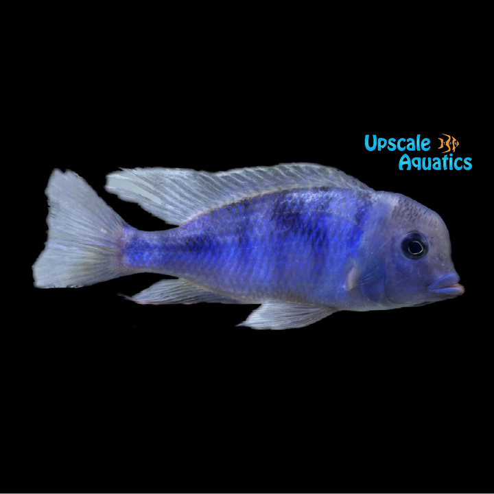 Blue Dolphin Cichlid (Cyrtocara moorii)