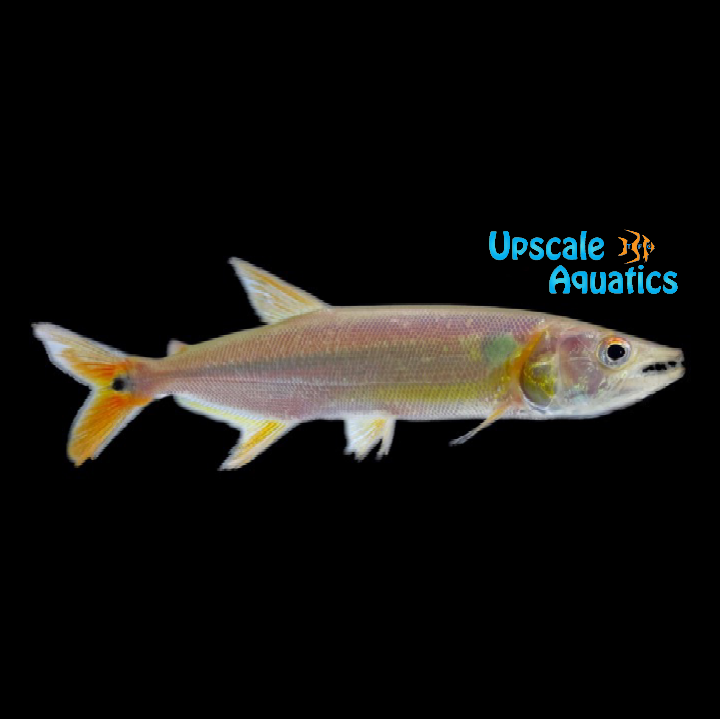 Red Tail Barracuda (Acestrorhynchus falcatus)