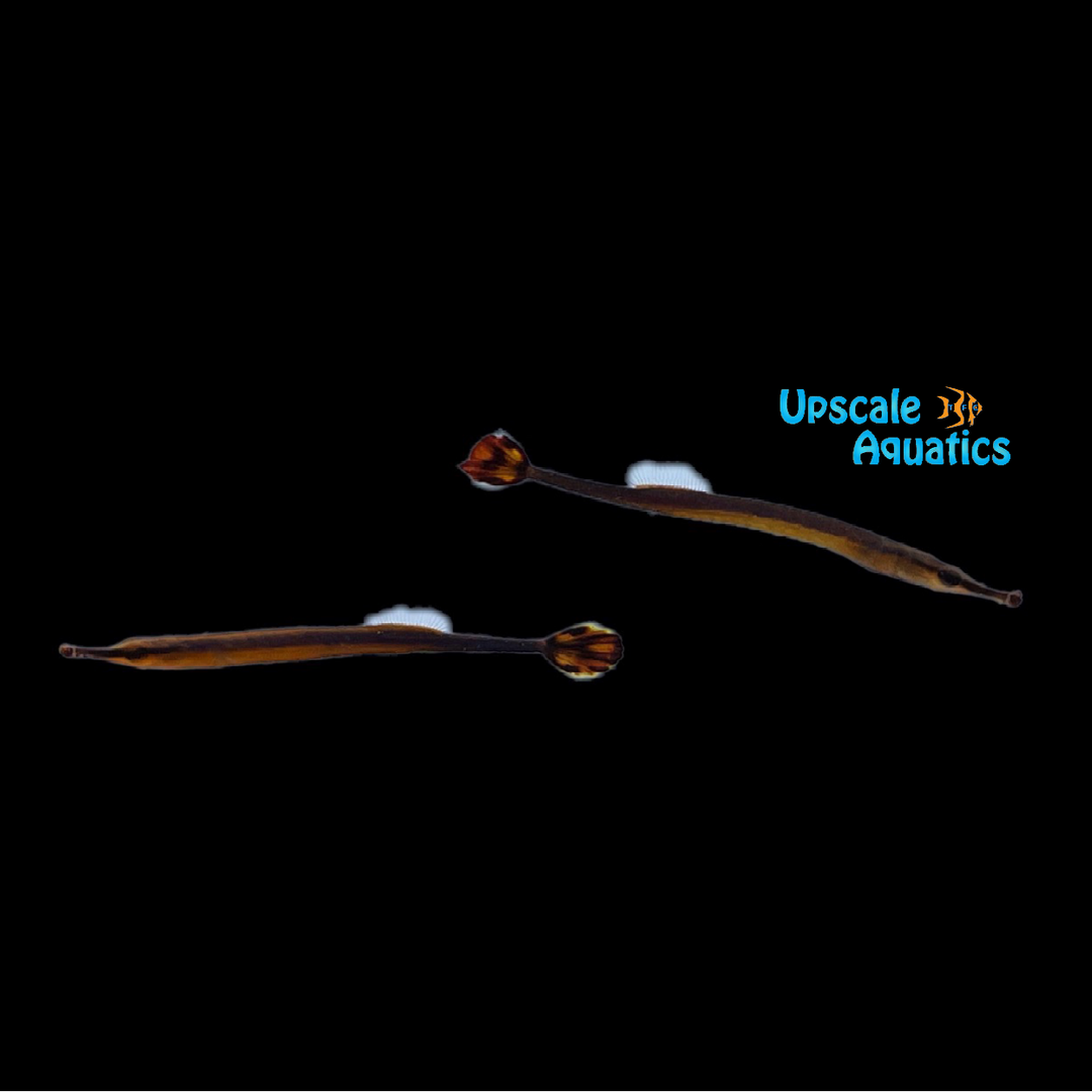 Bluestripe Pipefish (Doryrhamphus excisus)