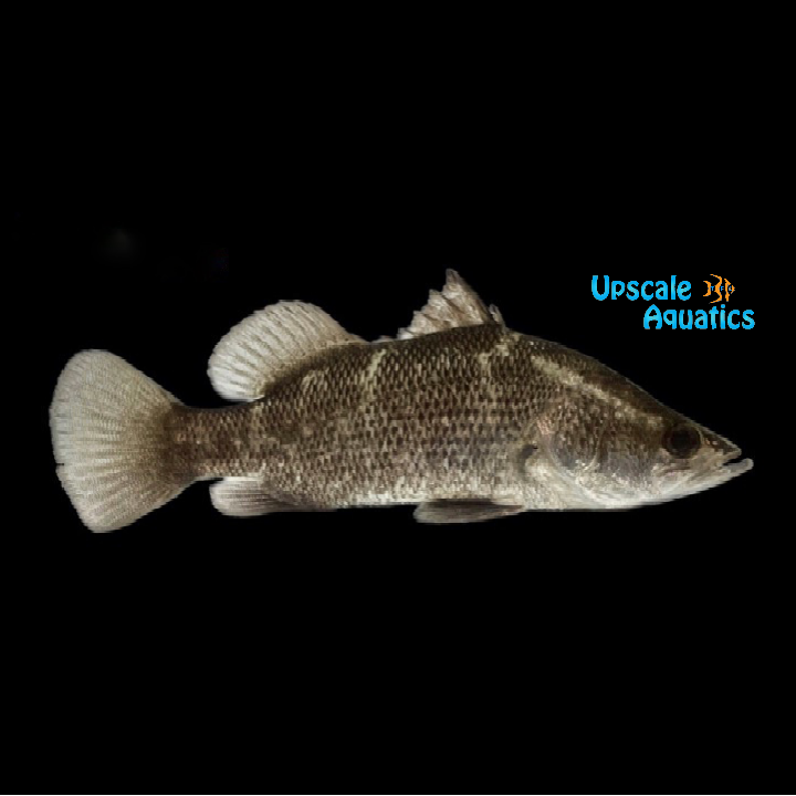 Barramundi (Lates calcarifer)