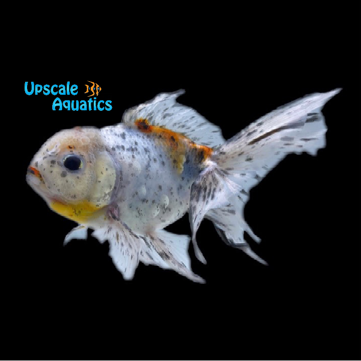 Calico Oranda Goldfish (Carassius auratus)