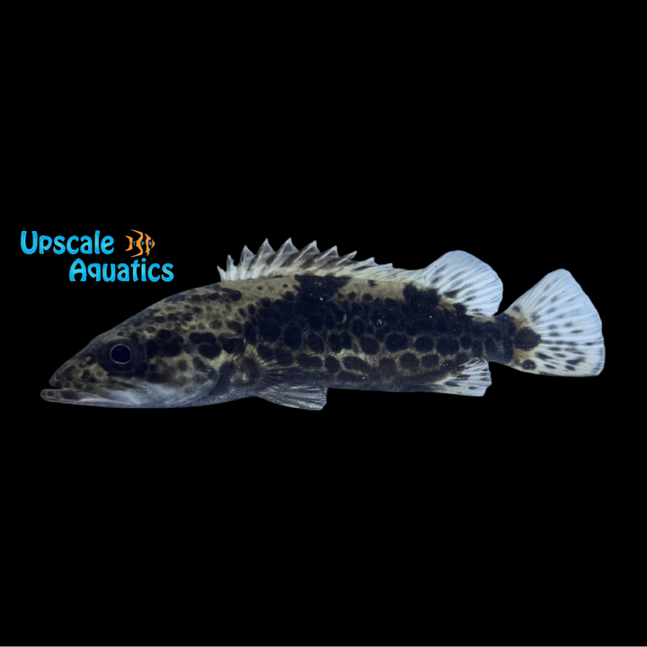 Leopard Mandarin Perch (SIniperca scherzeri)