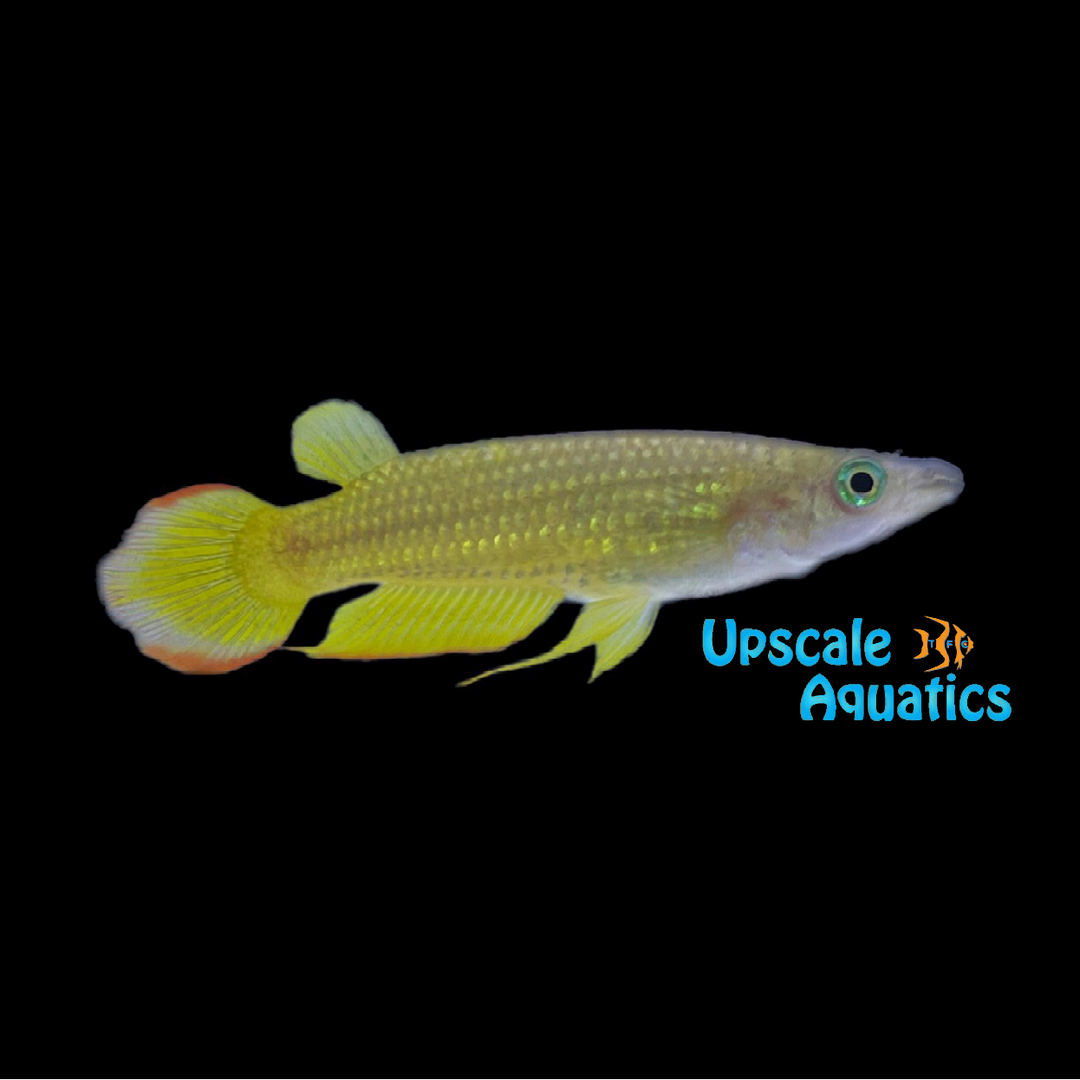 Golden Wonder Killifish (Aplocheilus lineatus gold)