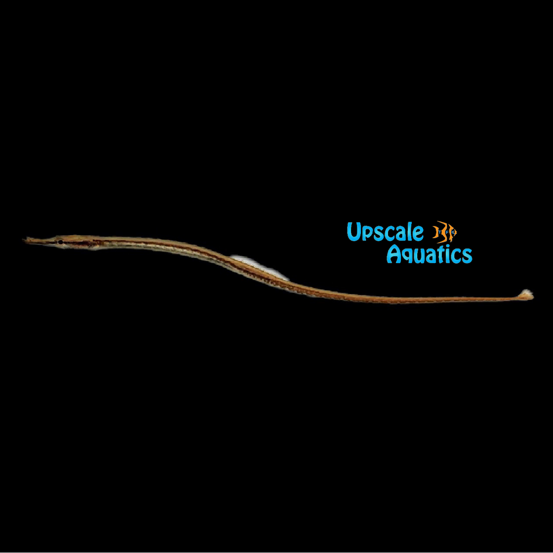 Dwarf Freshwater Pipefish (Doryichthys deokhatoides)