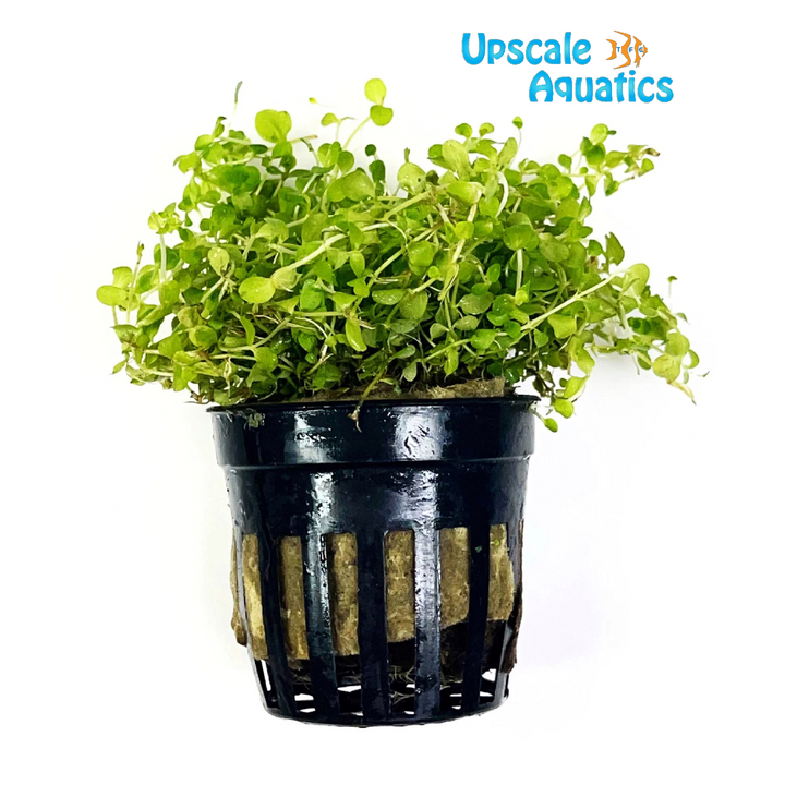 Monte Carlo (Micranthemum 'Monte Carlo')