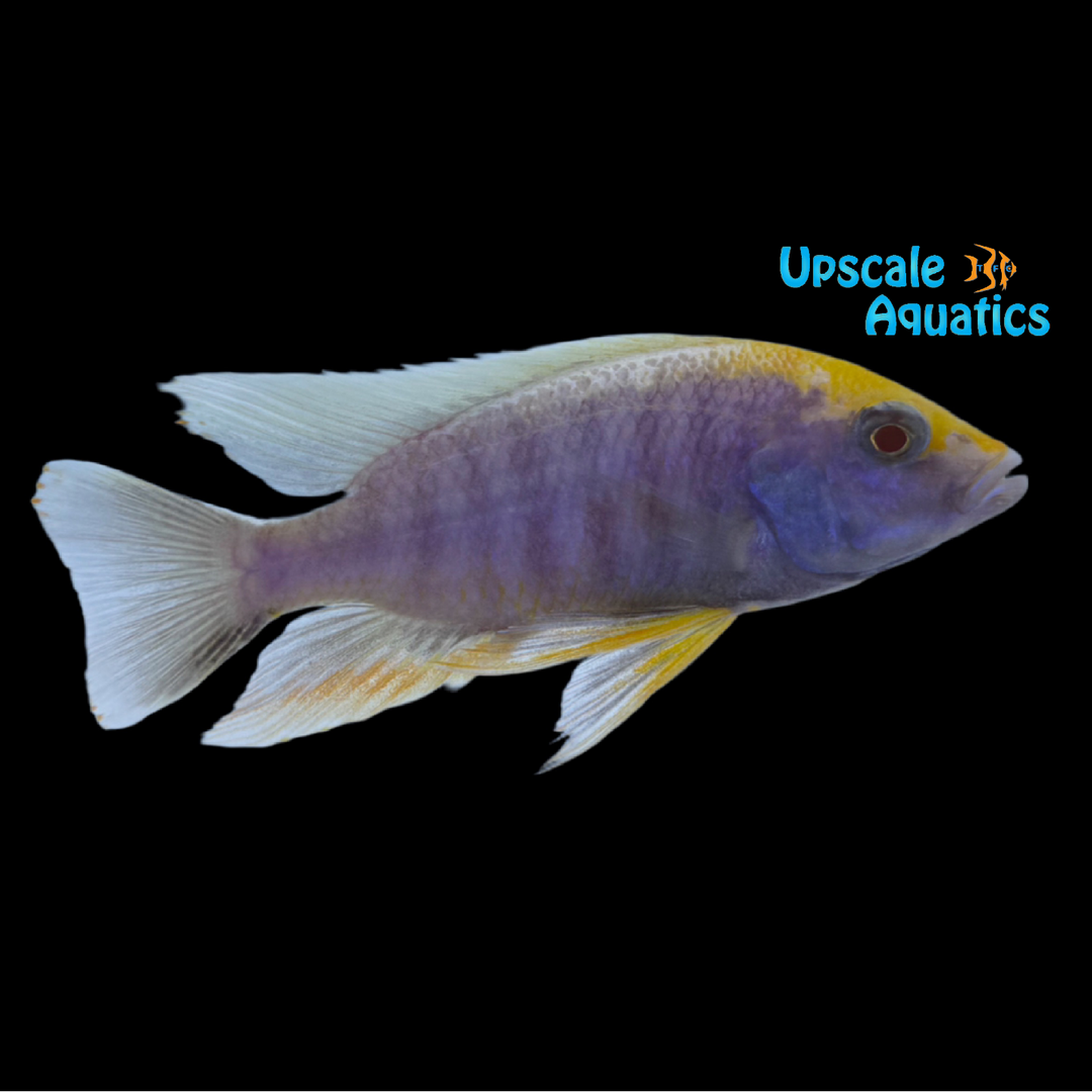 Albino Sulphur Head Peacock Cichlid (Aulonocara maylandi)