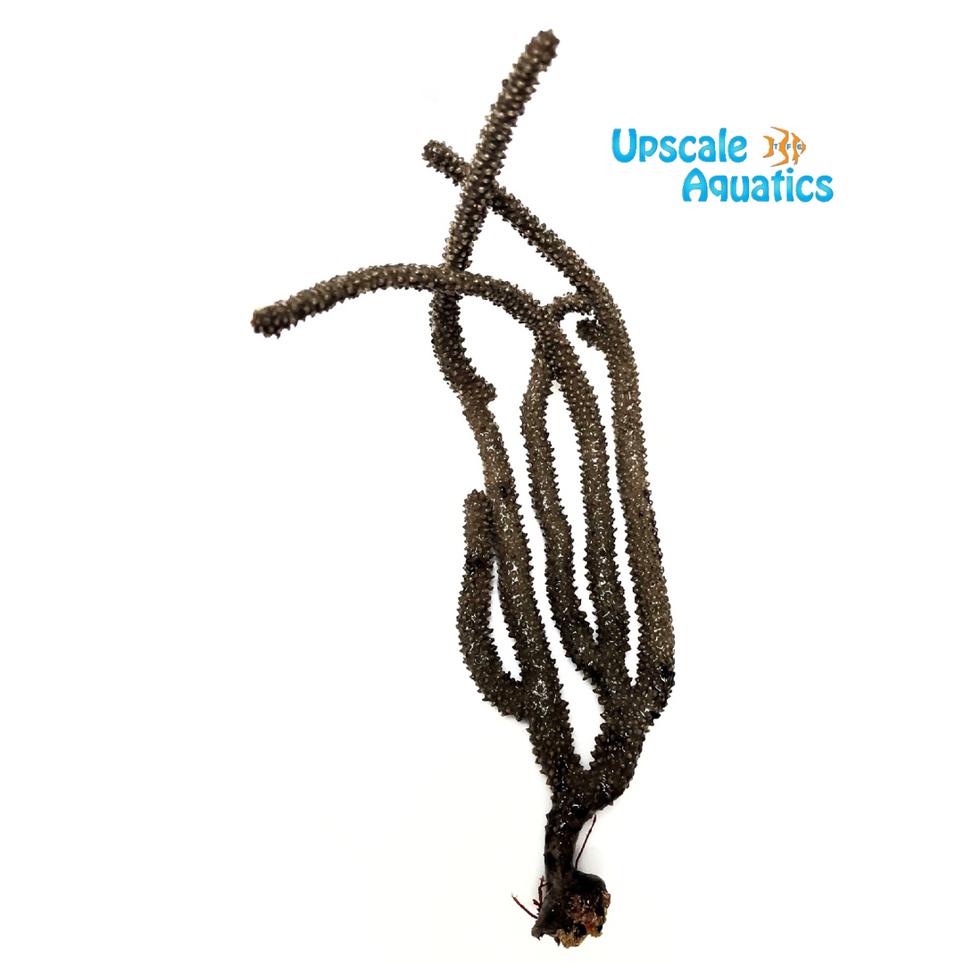 Black Sea Rod (Eunicea sp.)