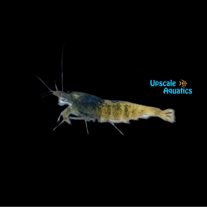 Blue Bolt Shrimp (Caridina cantonensis blue bolt)