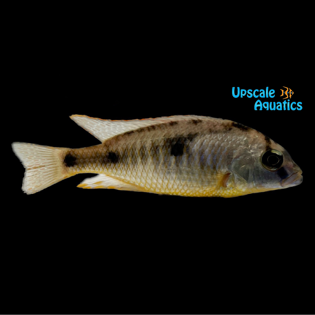 Chrysogaster Cichlid (Naevochromis chrysogaster)