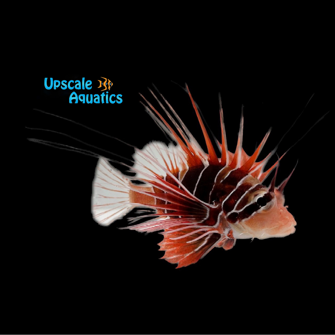 Radiata Lionfish (Pterois radiata)