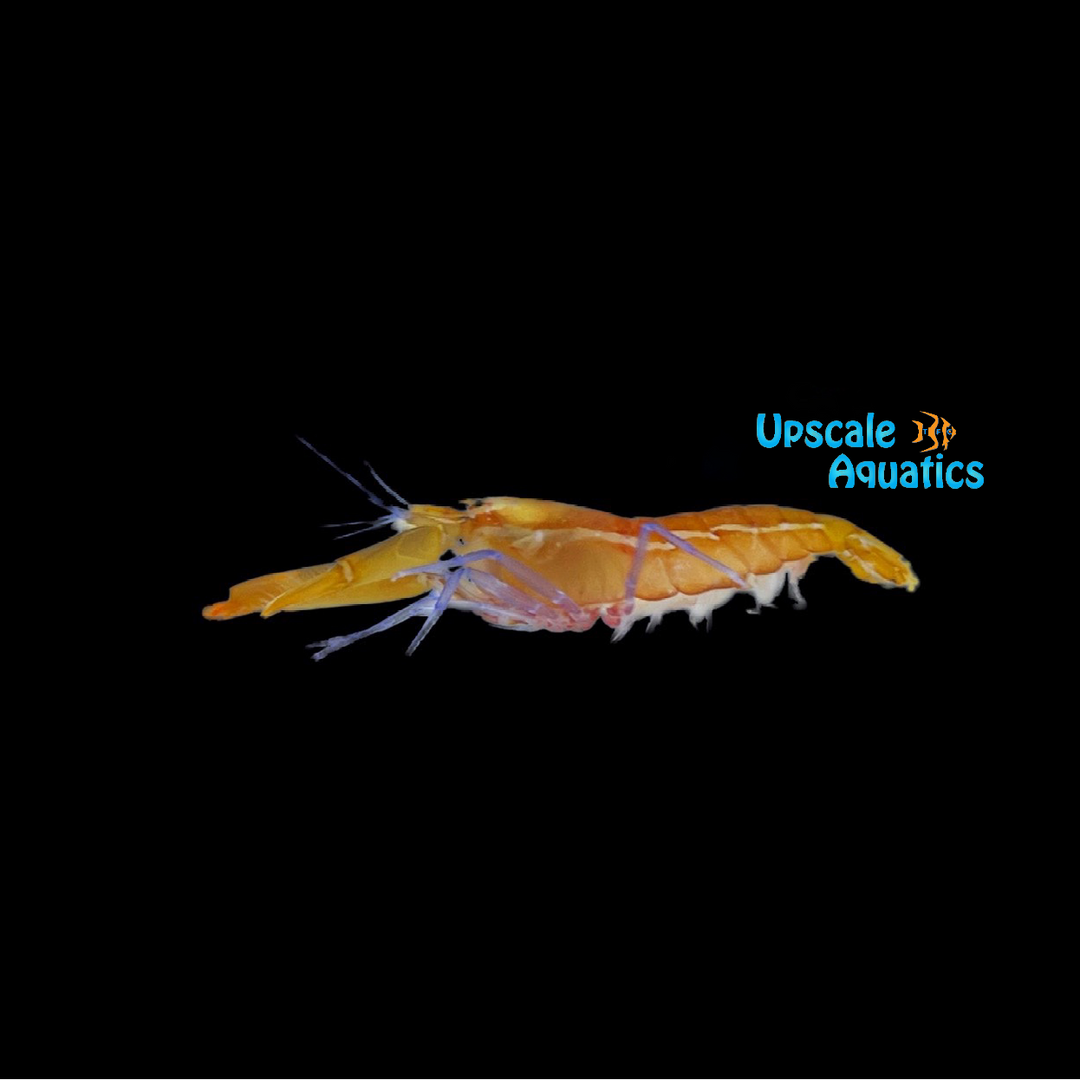 Blue Leg Pistol Shrimp (Alpheus formosus)