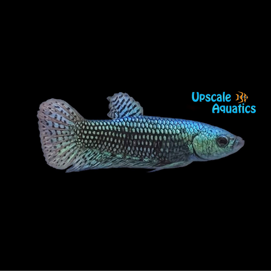 Alien Green Plakat Betta - Female (Betta splendens)