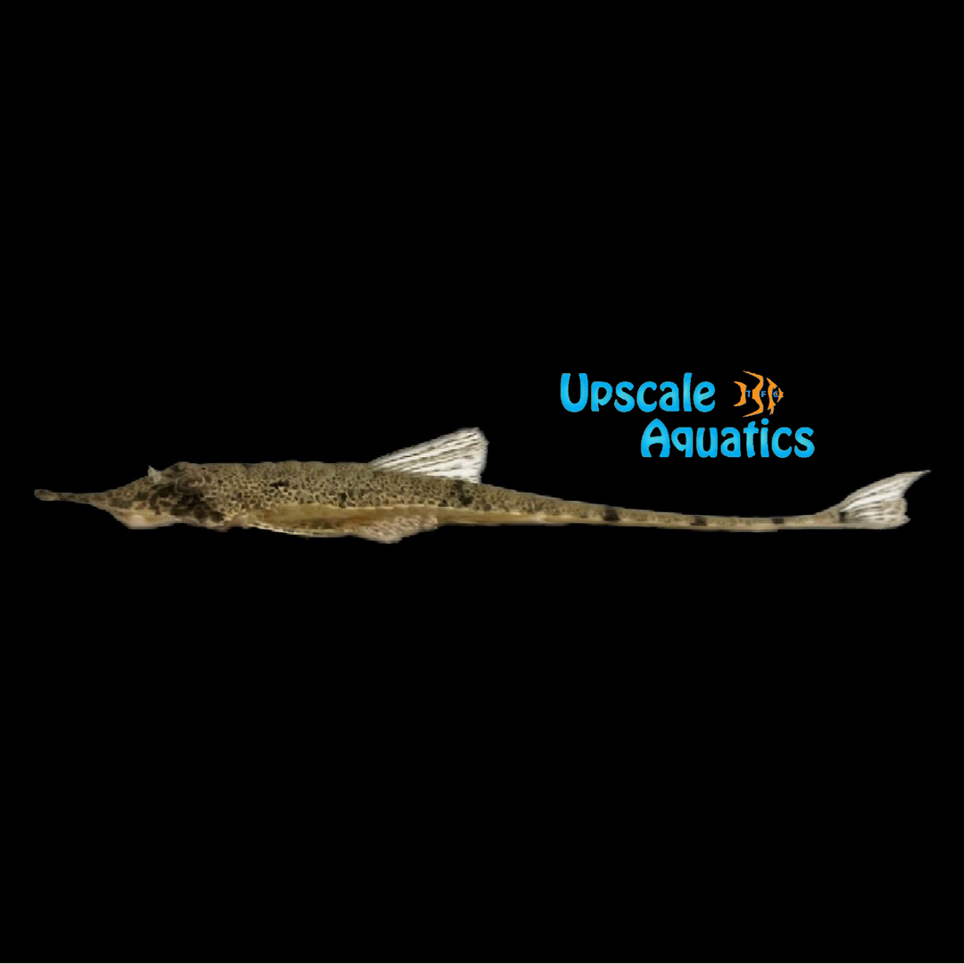 Knobnose Whiptail Catfish (Hemiodontichthys acipenserinus)
