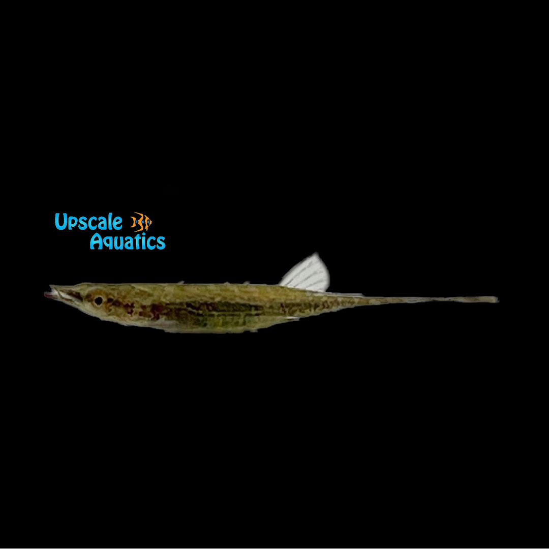 Armoured Stickleback (Indostomus paradoxus)