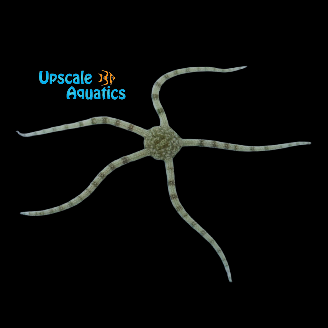 White Scaly Serpent Starfish (Ophiolepis impressa)