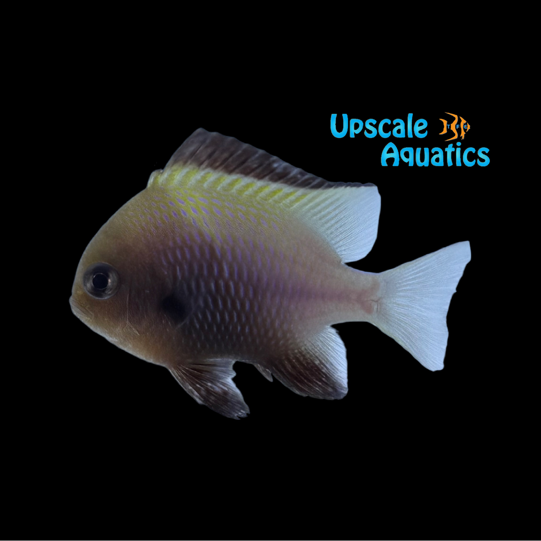 Marginated Damsel (Dascyllus marginatus)