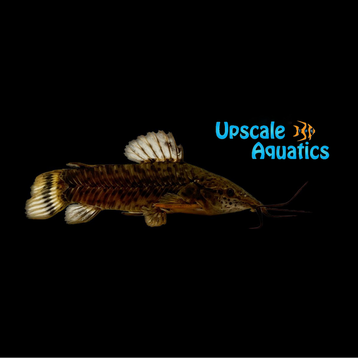 Tail Bar Hoplo Catfish (Megalechis picta)