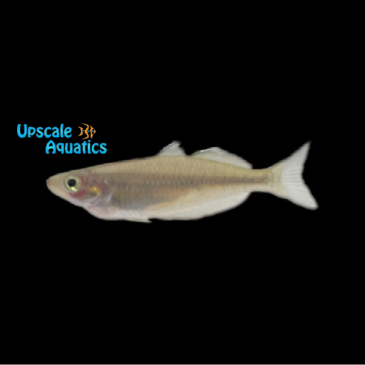 Fasin Creek Rainbowfish (Melanotaenia fasinensis)