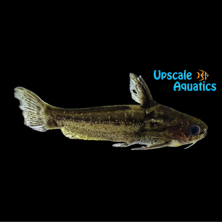 Pygmy Driftwood Catfish (Trachelyichthys exilis)