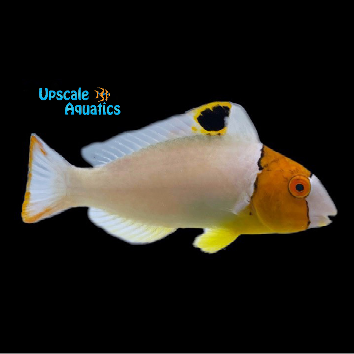 Bicolor Parrotfish (Cetoscarus bicolor)