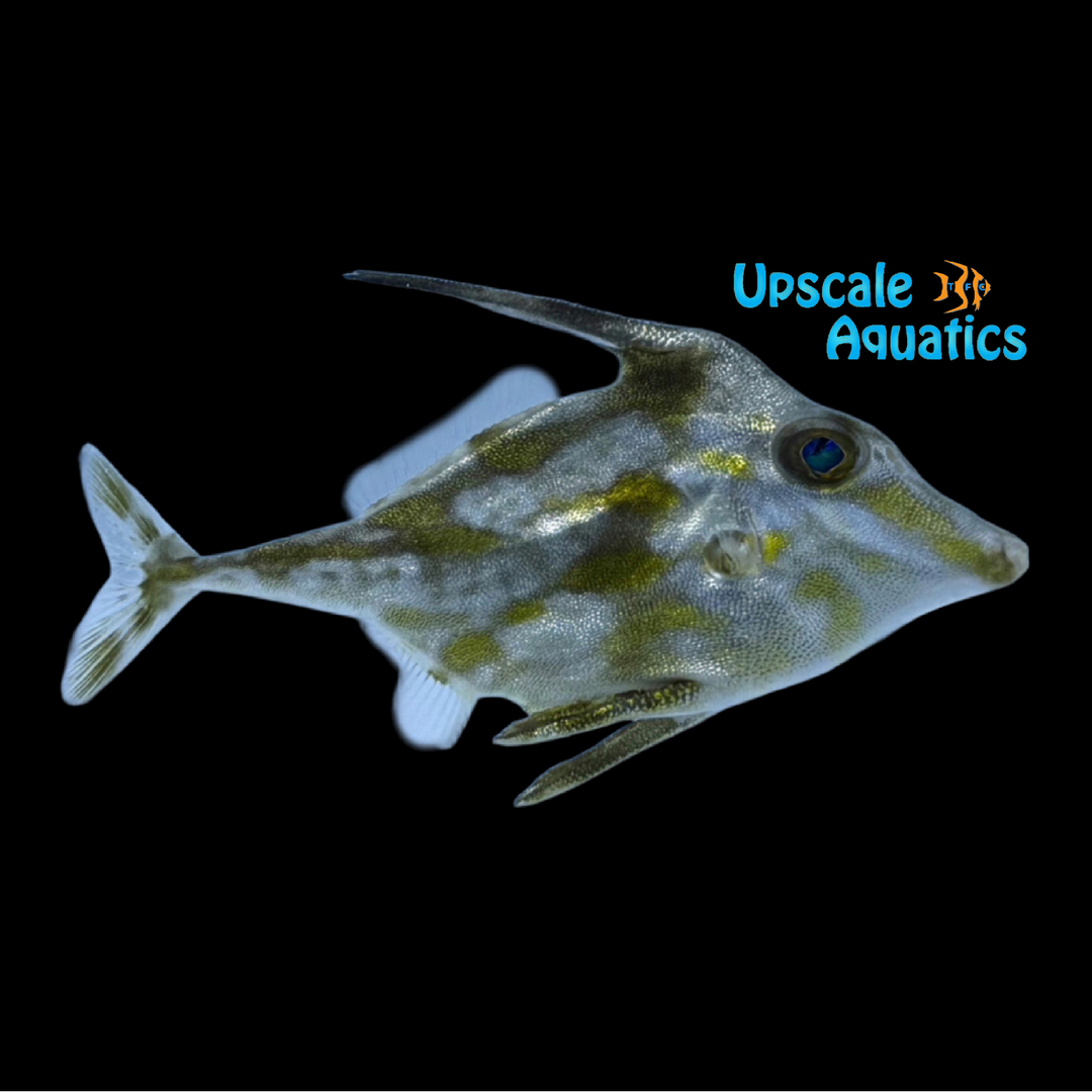 Long-Tailed Blotched Tripodfish