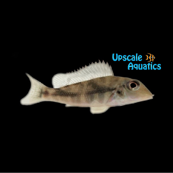 Retroculus Lapidifer