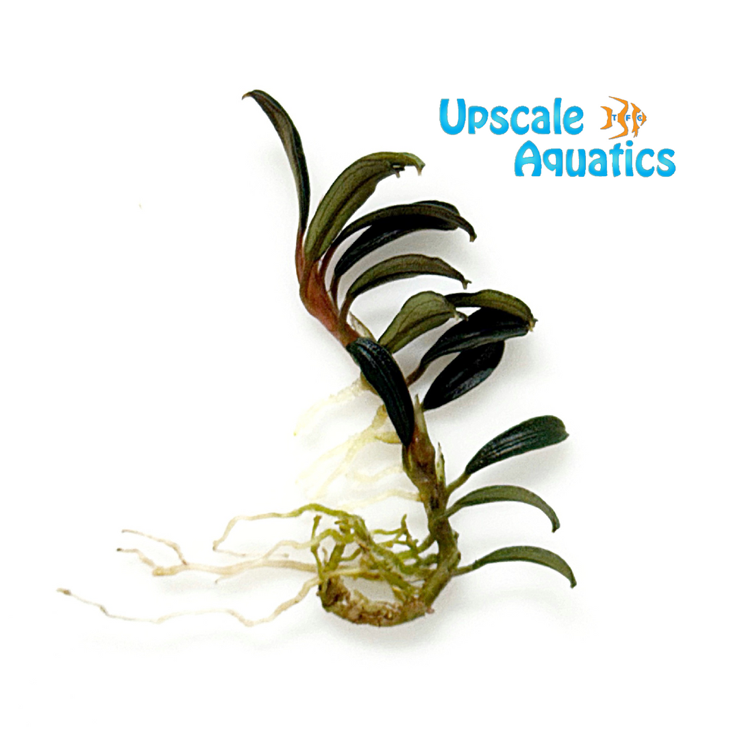 Red Mini Grappa Buce (Bucephalandra grappa 'red mini')