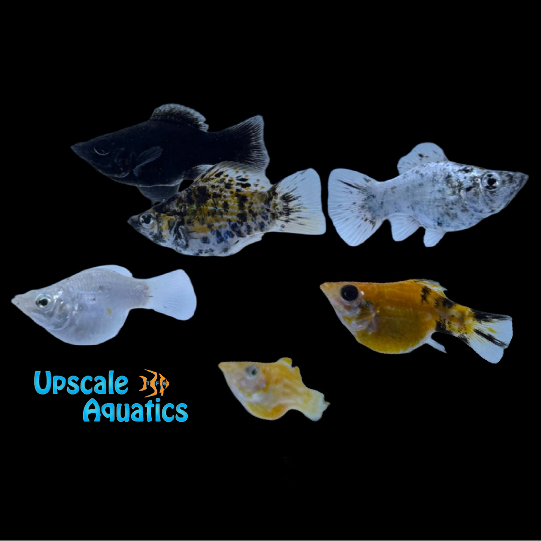 Assorted Balloon Molly (Poecilia velifera)