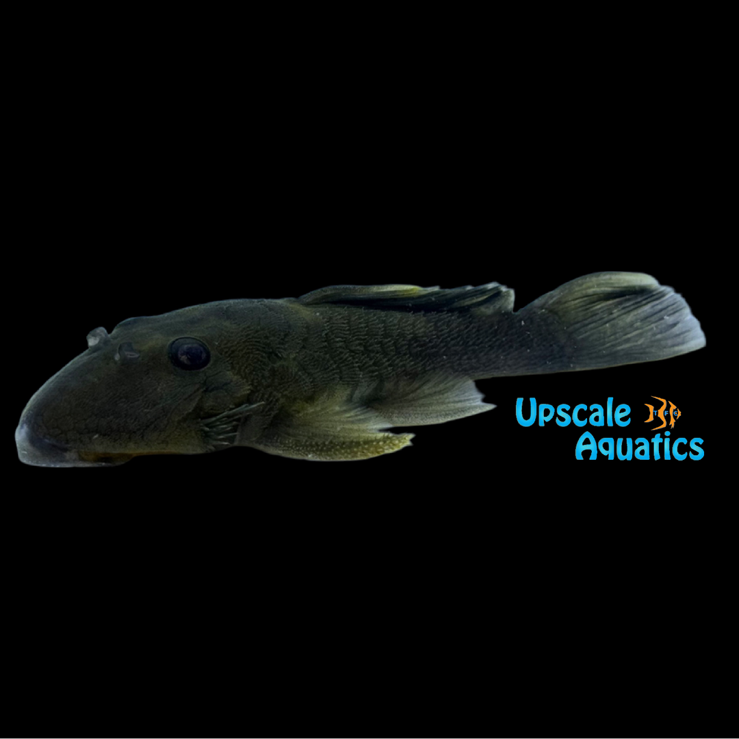 Green Chubby Pleco L332 (Parancistrus sp. L332)