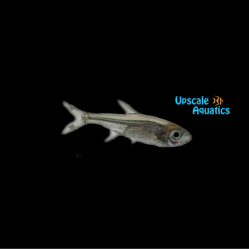 Bandtail Tetra (Moenkhausia dichroura)