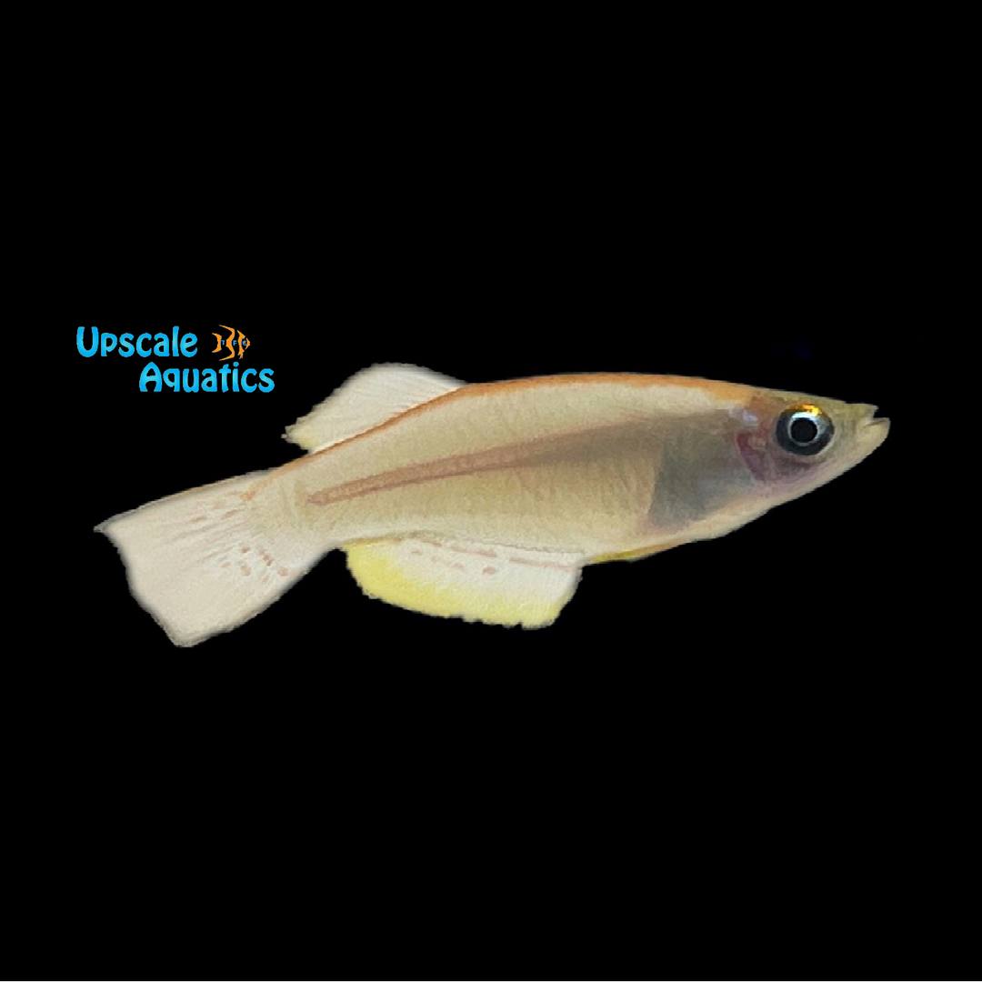 Bluegreen Lampeye Killifish (Procatopus aberrans)