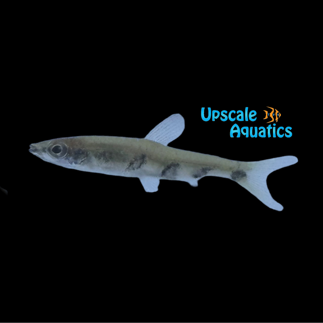 Barred Pencilfish (Nannostomus espei)
