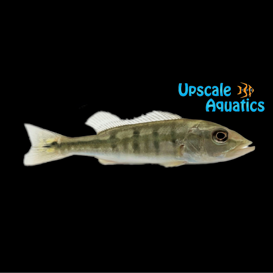 Intermedia Peacock Bass (Cichla intermedia)