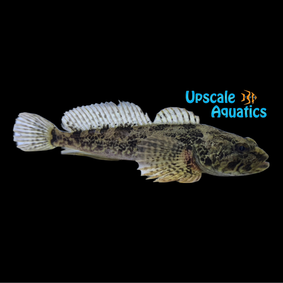 Prickly Sculpin (Cottus asper)