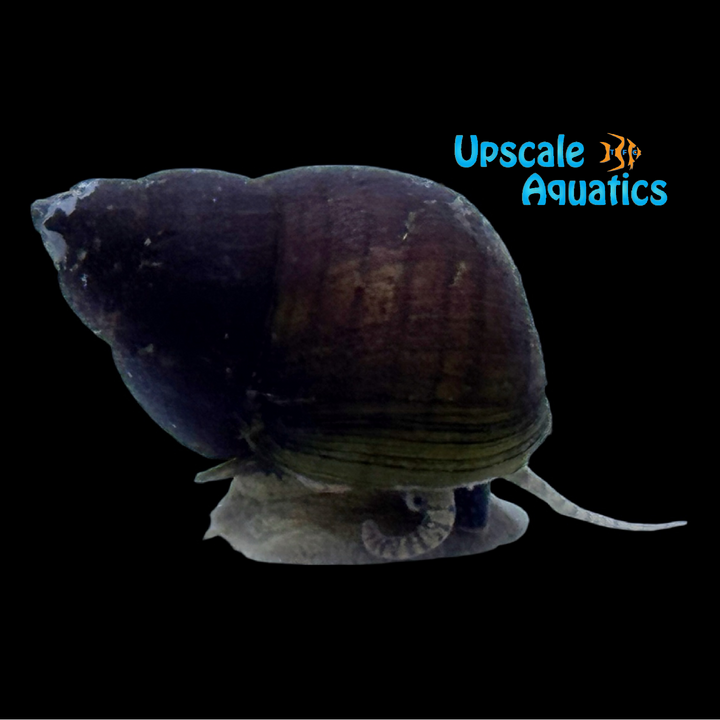 Striped Wizard Snail (Filopaludina sumatrensis)