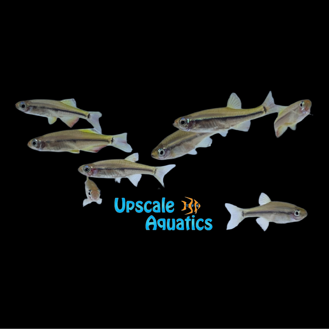Dwarf Vietnamese Cardinal Minnow (Tanichthys micagemmae)