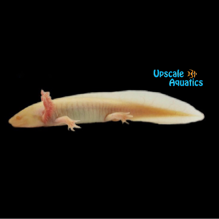 GFP Albino Axolotl (Ambystoma mexicanum)