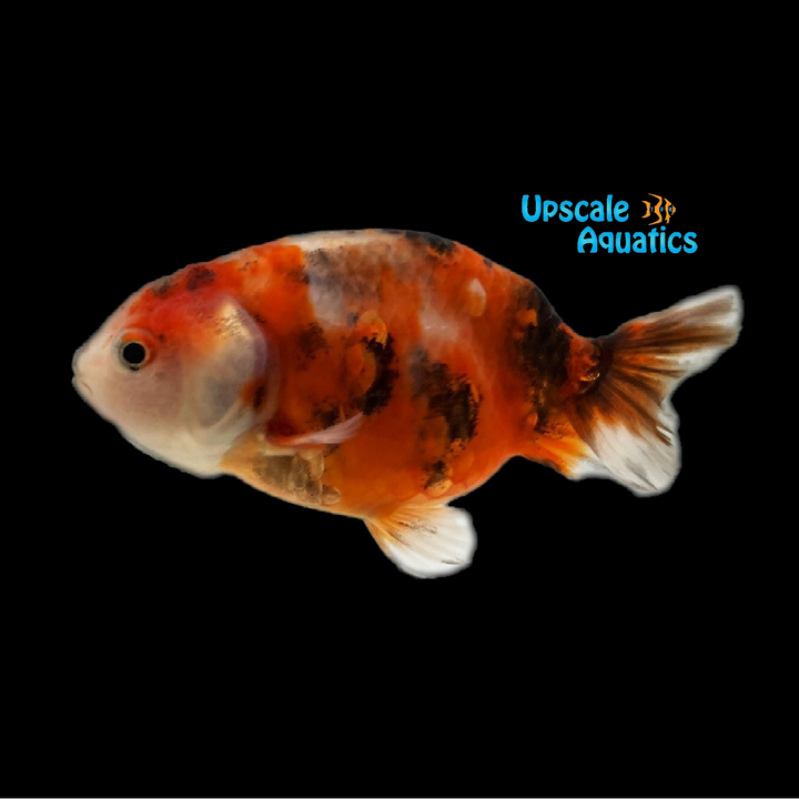 Assorted Ranchu Goldfish (Carassius auratus)