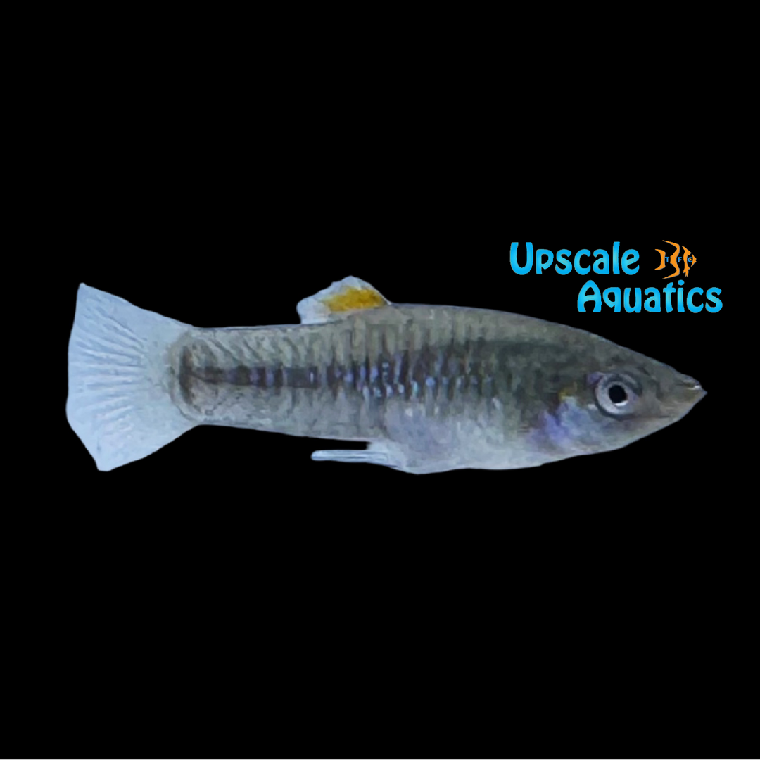 Tiburon Limia Livebearer (Limia tridens)