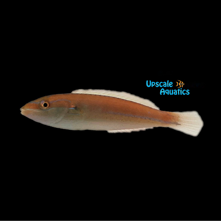 Broken Line Wrasse (Stethojulis interrupta)