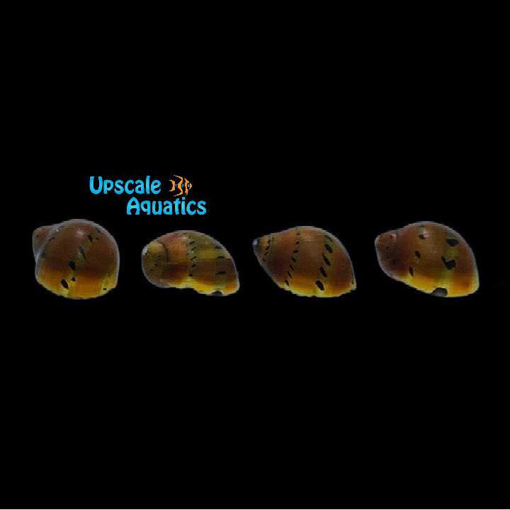 Tiger Nerite Snail (Neritina semiconica)