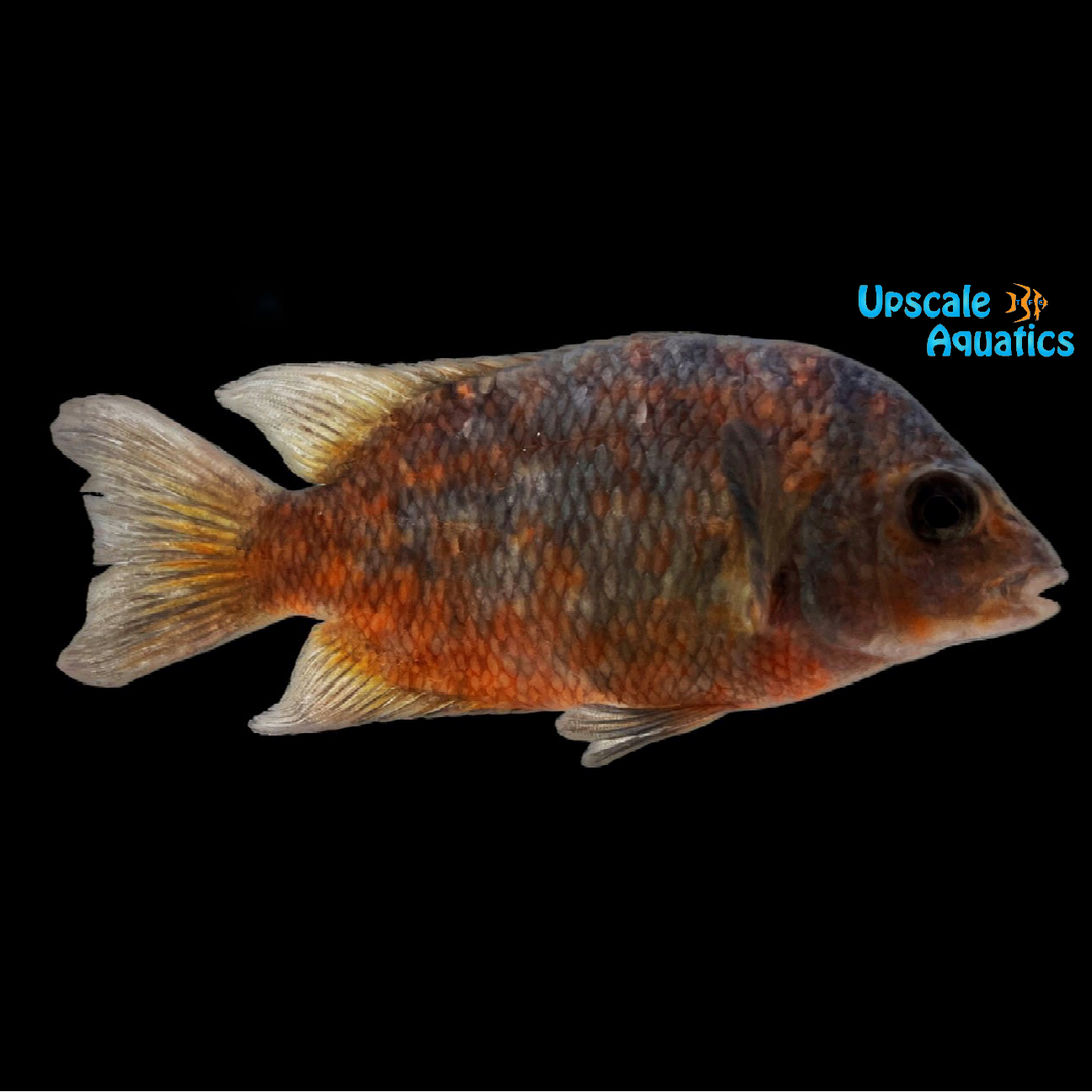 Calico Damba Cichlid (Paretroplus kieneri)