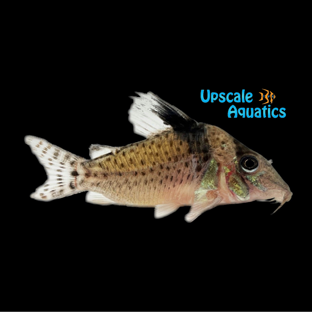Punctatus Cory (Corydoras punctatus)