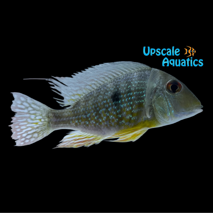 Gold Caqueta Geophagus (Geophagus sp. Rio Caqueta)