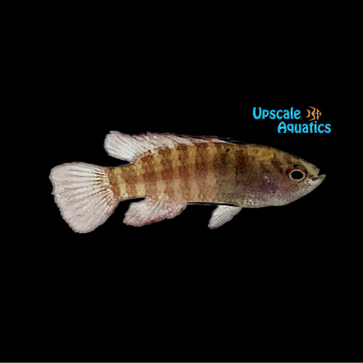Black Tiger Badis (Dario sp. Pyjamas)