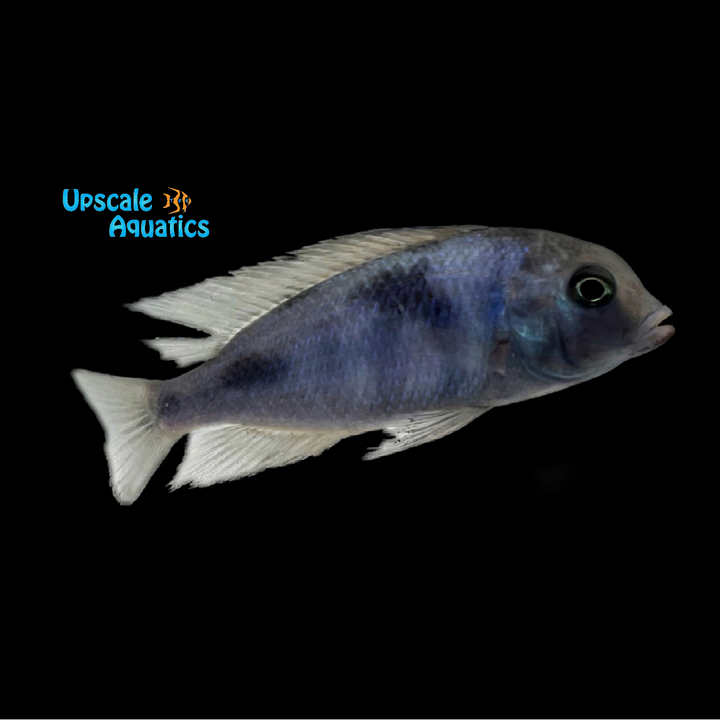 Blue Dolphin Cichlid (Cyrtocara moorii)