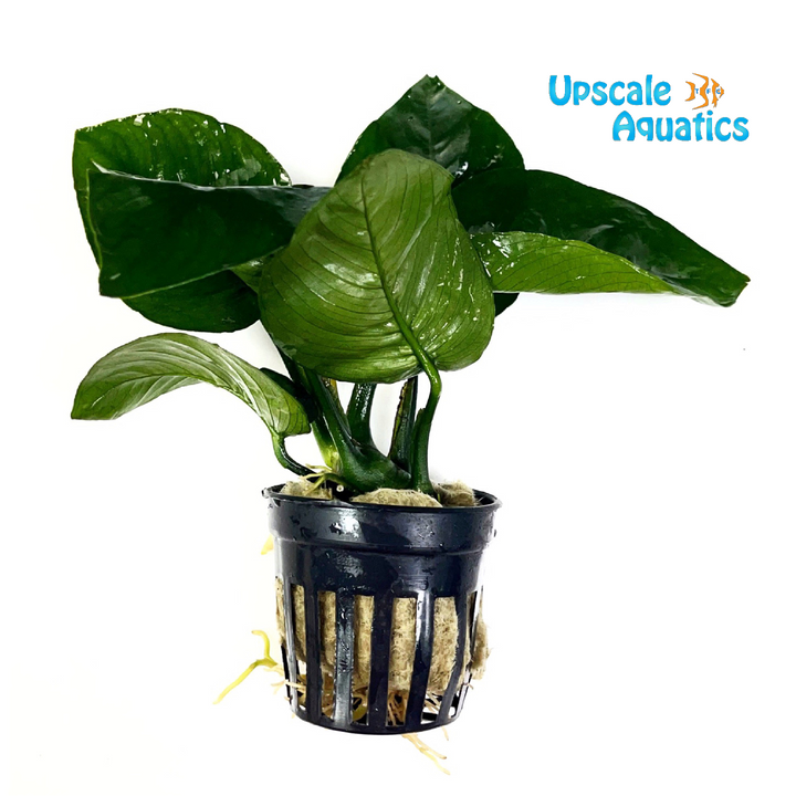 Butterfly Anubias (Anubias barteri butterfly)