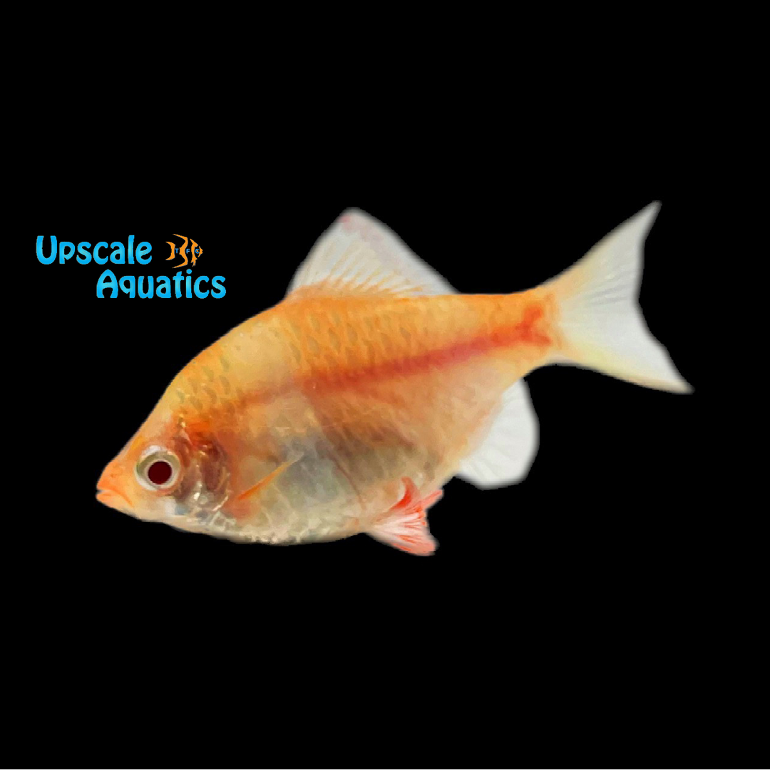 Golden Albino Tiger Barb (Puntigrus tetrazona 'Golden Albino')