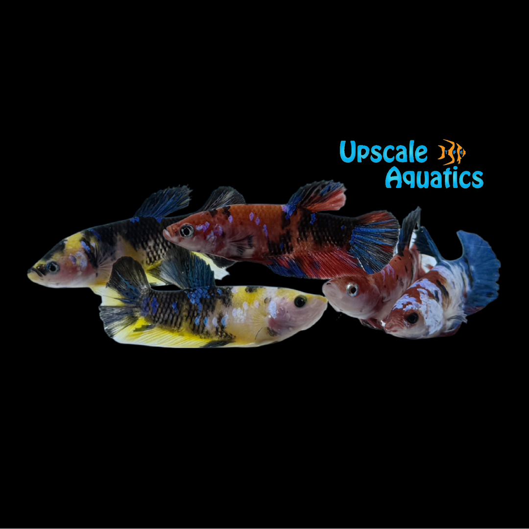 Koi Plakat Betta - Female (Betta splendens)